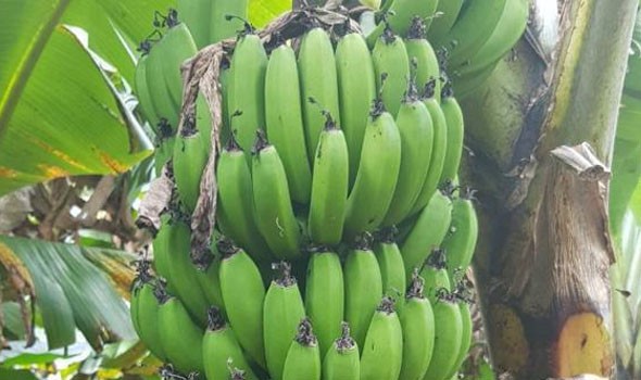 علاج “ثوري” لكورونا من فاكهة الموزبعد أعوام من الوباء