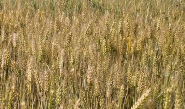 إنتاج القمح الأوكراني يتراجع وتقليص لمساحات الزراعة